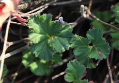 Pelargonium leucophyllum