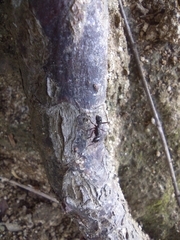 Ectatomminae