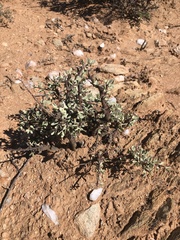 Portulacaria fruticulosa