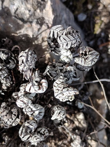 Image of Notholaena copelandii by (c) Alison Northup, some rights reserved (CC BY)