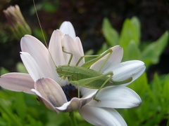 Poecilimon intermedius