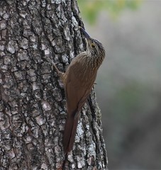 Dendrocolaptes platyrostris