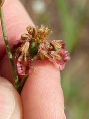 Eriogonum alatum