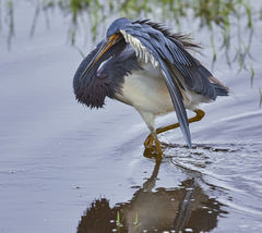 Egretta tricolor image
