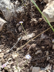 Chaetopappa bellidifolia
