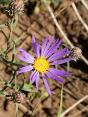 Dieteria asteroides asteroides