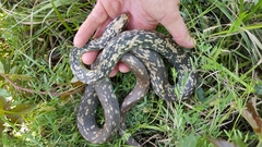 Coluber constrictor anthicus