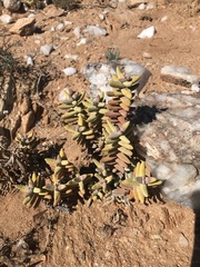 Crassula grisea