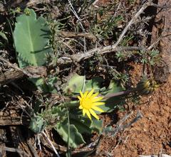 Othonna auriculifolia