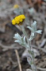 Helichrysum flanaganii