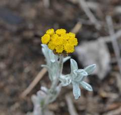 Helichrysum flanaganii