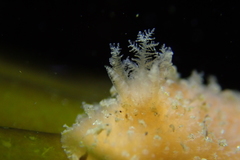 Thordisa bimaculata