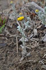 Helichrysum flanaganii