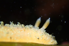 Thordisa bimaculata
