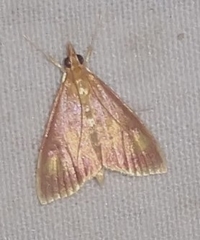Pyrausta acrionalis