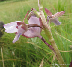 Eulophia zeyheriana