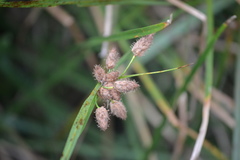 Bolboschoenus robustus