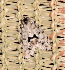 Thallarcha macilenta
