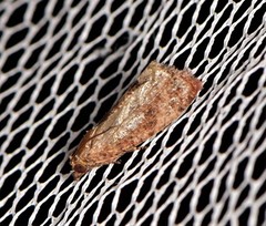 Cryptophlebia ombrodelta