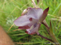 Eulophia zeyheriana