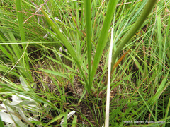 Eulophia zeyheriana