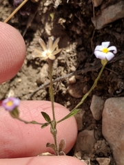 Chaetopappa bellidifolia
