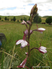 Eulophia zeyheriana