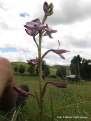 Eulophia zeyheriana