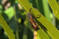 Mischocyttarus drewseni
