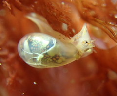 Cystiscidae