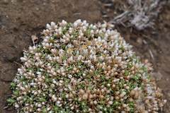 Helichrysum caespititium
