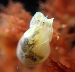Cystiscidae