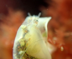 Cystiscidae