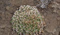 Helichrysum caespititium