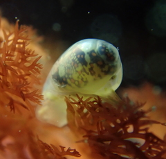 Cystiscidae