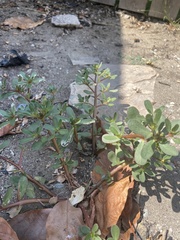 Portulaca umbraticola