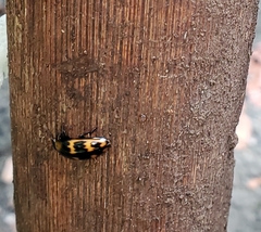 Pselaphacus vitticollis