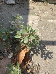 Portulaca umbraticola