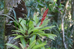 Vriesea incurvata
