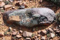 Dimelaena australiensis