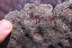 Dimelaena australiensis