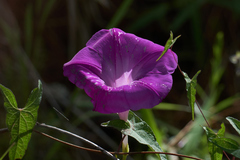 Ipomoea elongata