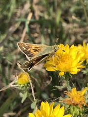 Hesperia assiniboia