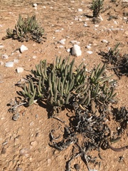 Cephalophyllum numeesense
