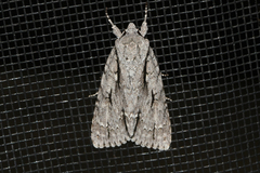 Acronicta lobeliae