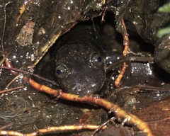 Desmognathus amphileucus