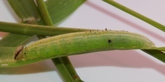 Metisella metis metis