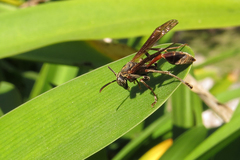 Mischocyttarus drewseni