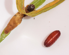 Metisella metis metis