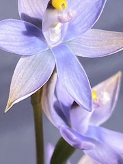 Thelymitra malvina